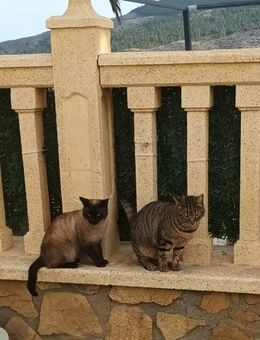 Freunde Tiger Pepito und Siam Bernardo - Geisenheim