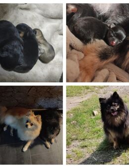 Pomeranian Welpen mit Zubehör - Burscheid