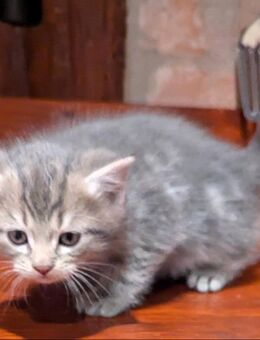 Süsse Maine coon / BKH Mädel in Blau -grau - Kyritz