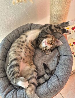 Süßer Kater sucht neues zu Hause - Bad Hönningen Zentrum