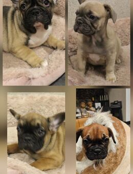 Französische Bulldogge Welpen / Bullys - Neuenkirchen-Vörden