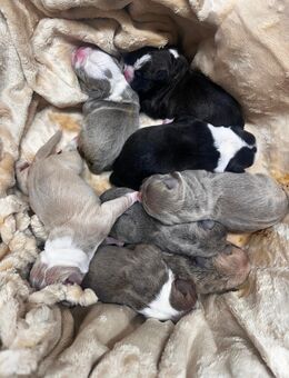 8 Süße Reinrassige American Bullys suchen ein Zuhause für immer!!!! - Hannover