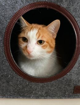 Kater Dexter sucht neues Zuhause - Weilerswist