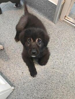 Die kleine Abby sucht ein liebes Zuhause - Beltheim