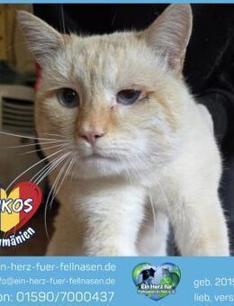 Nikos sucht ein Zuhause mit Freigang! - Waakirchen