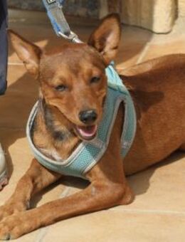 Ilia Topuria,kinderlieb,neugierig,offen - Westerholt