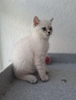 ABHOLBEREIT BKH-Mädchen in Whiskas-Optik – weiß-grau-beige mit blauen Augen - Trossingen Zentrum