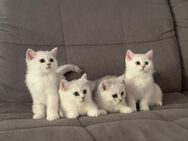 4 Hübschen BKHs Kitten - Hamm