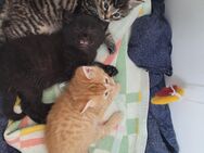 3 süße russisch blau Hauskatzen Mix Kitten - Dresden