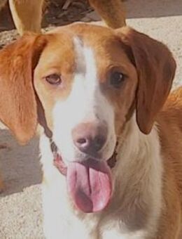 ♥Rosie♥ liebevolle, aktive Bracken-Lady - Hamburg