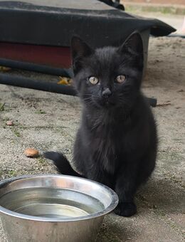 Kätzchen (Hauskatze) weiblich schwarz mit leichter Tigermaserung - Kemberg