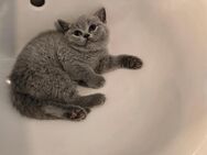 Wunder schöne bkh kitten - Köln