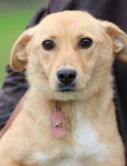 Belka - kinderlieb u. verspielt - Lohra