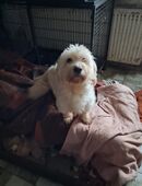 Tommy & Murphy – zwei liebe Rüden suchen ein Zuhause in 39326