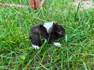 Junge Meerschweinchen in verschiedenen Farben abzugeben - Reisbach