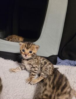Einmaliger Bengalkittenwurf - Niebüll