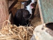 Katzenbaby abzugeben, Kater, Hofkatze - Stamsried