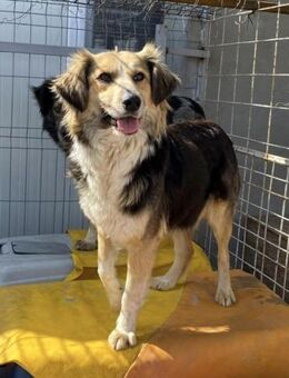 Hope von kettenlos - Bollingstedt