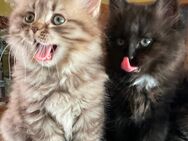 Sibirische Katze und Birma Edelmix Kitten Baby Kätzchen - Wesel