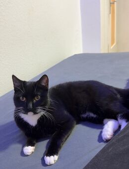 Ich verkaufe meine weibliche Katze - Itzehoe