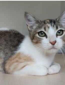 Nela - sehr hübsch, freundlich & lieb - Wilhelmsfeld