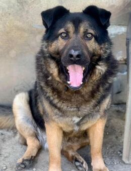 Rumple hofft noch auf sein Glück - Dittelbrunn