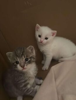 Schweren Herzens gebe ich meine beiden Babykatzen in gute Hände ab. - Cuxhaven