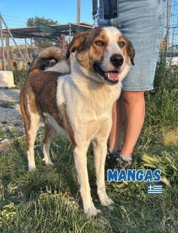 Mangas - sportlich und verschmust - Heppenheim (Bergstraße)