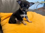 Süße reinrassige Chihuahua Welpen - Buseck