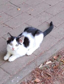 Verschmuste Katze sucht zu Hause - Sassen-Trantow