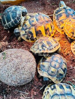 Griechische Landschildkröten (THB) NZ 2024 - Zwickau