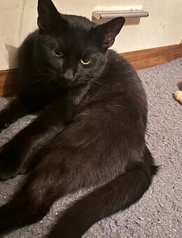 Kater Kane sucht neues zuhause - Berlin