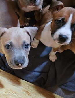 American Bully Mischling Babys - Lübeck Mitte