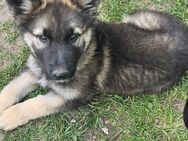 Schäferhund Welpe - Rüde
