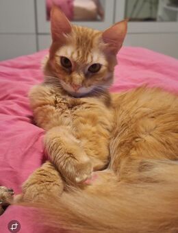 Maine Coon Mix - Bad Laer