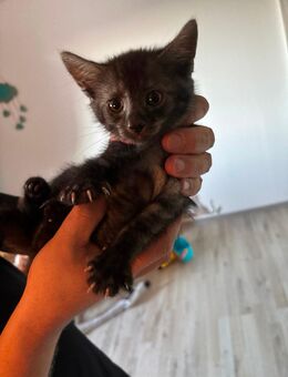Kitten abzugeben - Wallhausen (Sachsen-Anhalt)