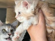 XXL Reinrassige Maine Coon Bärchen mit Stammbaum - Elsdorf (Nordrhein-Westfalen)