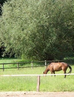 Idylle pur: Hausteil auf Resthof in Feldrandlage! - Todendorf