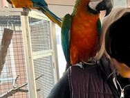 Ara-Pärchen zu verkaufe - Gerstetten
