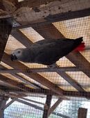 Graupapagei paar in 69121