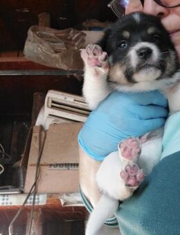 Ashalia möchte dein Begleiter sein. - Celle