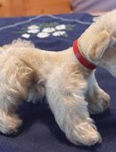 STEIFF Pudel „Snobby“ 1950er Jahre – mit Steiff-Knopf und Halsband für Sammler in 91126