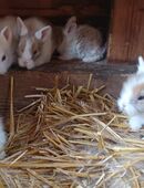 hübsche kleine Zwergkaninchen Kaninchen Löwenköpfchen geimpft in 01844