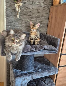 Zwei Kater abzugeben - Weiden (Oberpfalz)