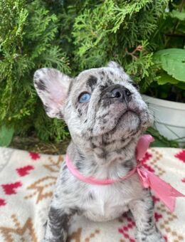 süßer weiblicher Bricolo-Französischer Bulldoggenwelpe zur Adoption - Berlin