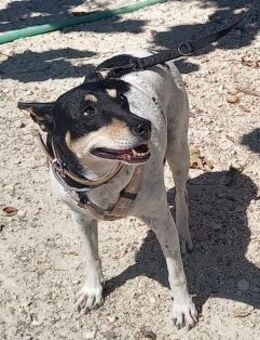 KIRA sucht ein liebevolles Zuhause! - Geilenkirchen