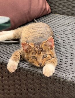 Junger Kater abzugeben - Stolzenau