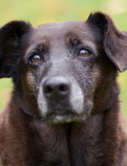 Sana - Mischling - 7 Jahre - Tierhilfe Franken e.V. - Lauf (Pegnitz) Zentrum