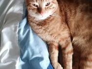 Ich verkaufe ein Kater - Hemer