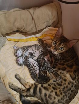 Kitten Bengal - Hamburg Harburg